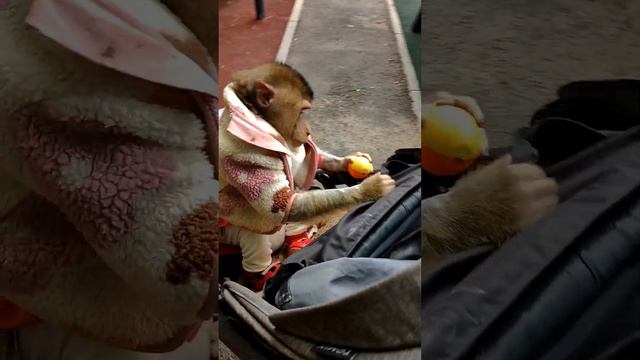 Обезьянка Люся гуляет пон#stylishmonkeys #monkey #funny #fypシ #animals #люся смотреть онлайн