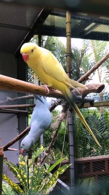 Macaws #shorts смотреть онлайн