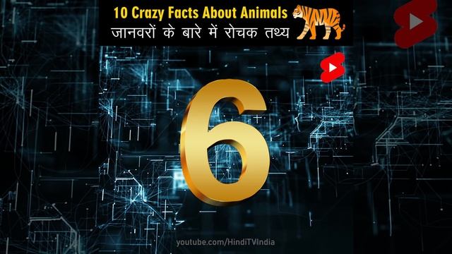 Crazy Facts About Animals 🐸🦘 | Amazing Facts | Random Facts | Mind Blowing Facts in Hindi #Shorts смотреть онлайн
