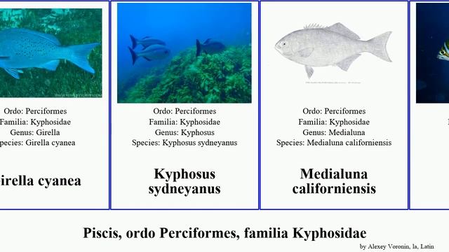 Piscis, ordo Perciformes, familia Kyphosidae fish latus cyanea violacea Scorpis Girella Jams Jammy смотреть онлайн