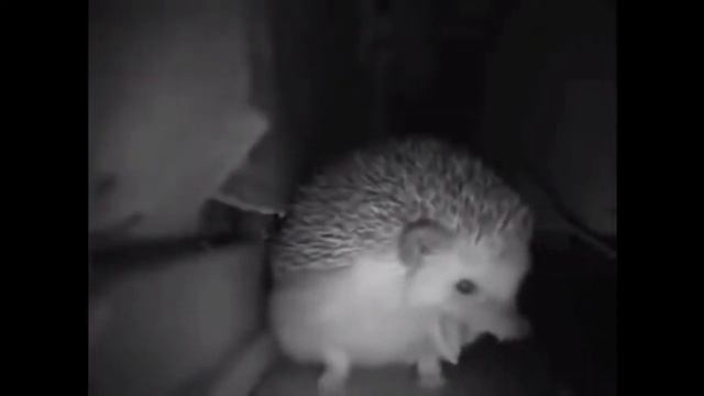 Ёжик просто чехнул смотреть онлайн