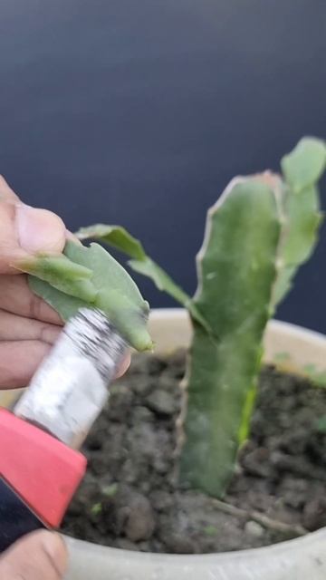 #christmascactus #Mita'sgardeningtrick #viralshorts #Shorts #gardeningshorts смотреть онлайн