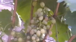 Сорт винограда Коктейль - сезон 2015