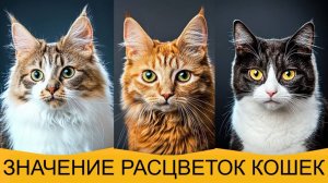 ЦВЕТ ШЕРСТИ КОШЕК Скажет Про ИХ ХАРАКТЕР