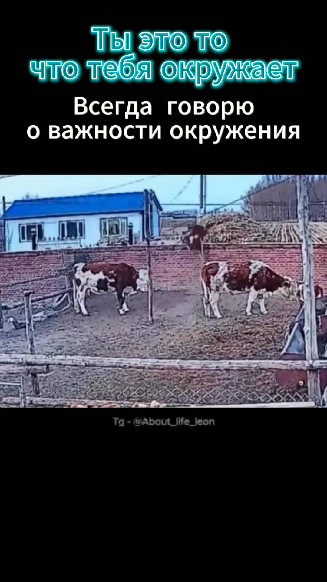 Будь в своём кругу! Tg - @About_life_leon #саморазвитие #motivation #успех #окружение смотреть онлайн