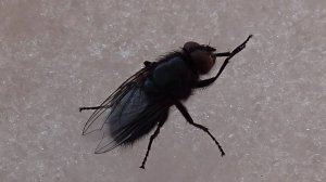 2025.04.16. Норильск. Нашествие мух на снегу!!!