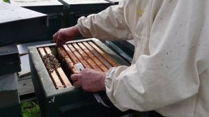 работа с ульями рут ,каждаая пчелосемья получает свое.