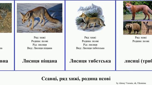 Ссавці, ряд хижі, родина псові лисиця mammal Вовк Шакал собака звичайна Gallagher ефіопський Куон смотреть онлайн
