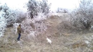 Охота на кабана с лайками.