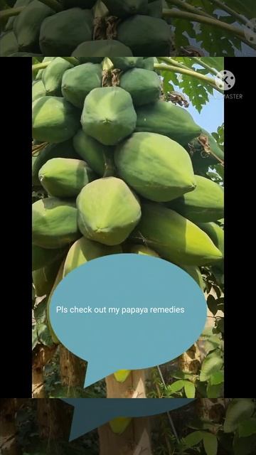 Papaya tree #shorts смотреть онлайн