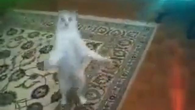 Кот пустился в пляс! смотреть онлайн