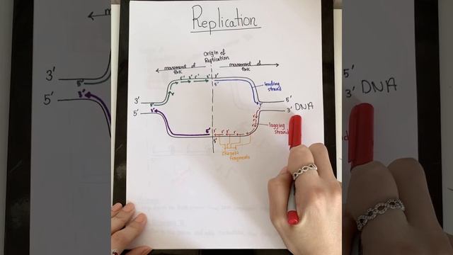 Prokaryotic Replication Explained by Shirin Vatankhah смотреть онлайн