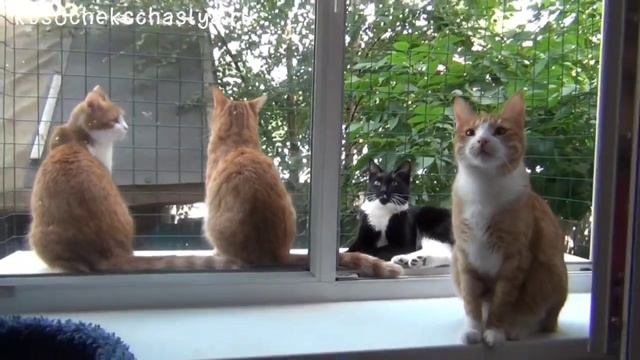 Привет из Котодомика смотреть онлайн