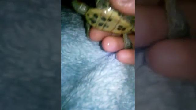 Моя черепаха Немо. смотреть онлайн