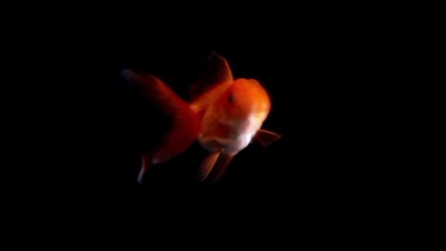 Удивительные факты о золотых рыбках. смотреть онлайн