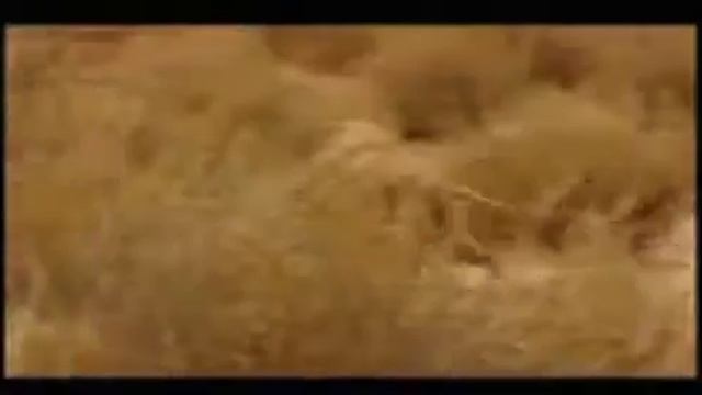 Meerkat Manor Music Video смотреть онлайн