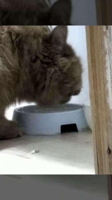 фото кота Тимона