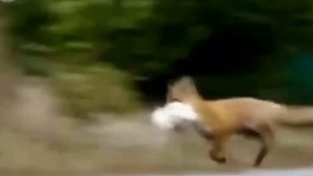 what does the fox say смотреть онлайн