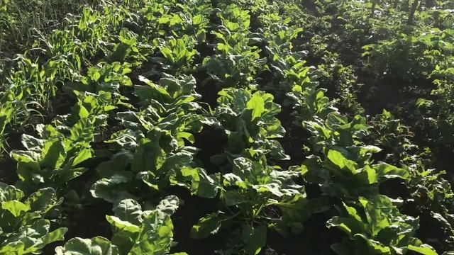 Цибуля, часник, буряки. Продаои мускусних каченят, півня Амрокс. Втрати серед гусенят смотреть онлайн