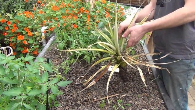 Aquaponic Coffee? смотреть онлайн