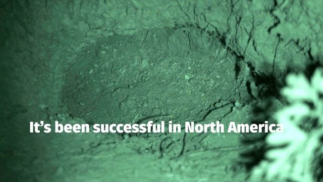 A koala sperm bank plan. смотреть онлайн