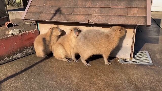 【カピバラの世界】そこに“愛”がいっぱい♡ смотреть онлайн