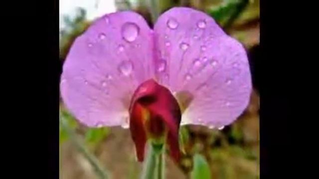 Fotos de Flores Silvestres. смотреть онлайн