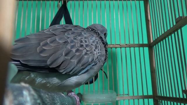 SUARA burung TEKUKUR | горлица | turtledove | tortelduif | bồ câu | burung merpati | يمامة смотреть онлайн