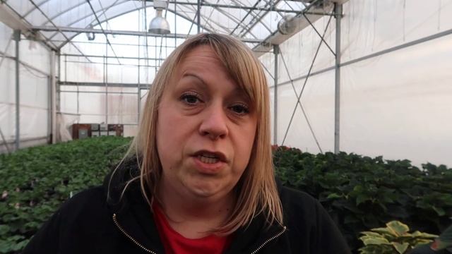 Weekly Update 10-17-20 // New Shade Maples + Fall Color + Poinsettias + Planting MORE Bulbs! смотреть онлайн