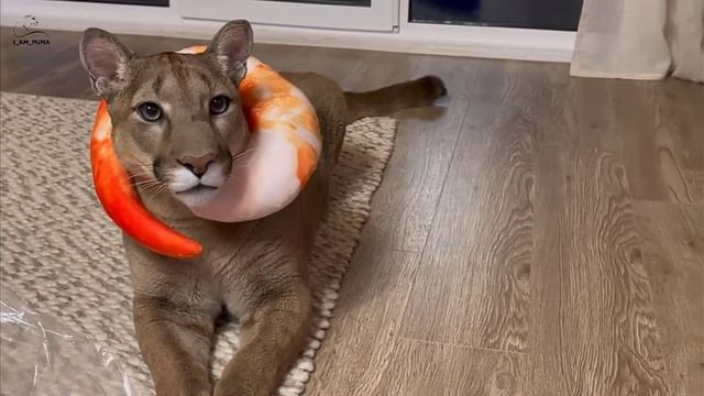 пума меси смотреть онлайн