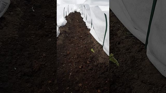 КАК СДЕЛАТЬ ТЕПЛУЮ ГРЯДКУ🔥ТОННЕЛЬ ДЛЯ РАННЕГО УРОЖАЯ ТОМАТА🍅🍅🍅 смотреть онлайн
