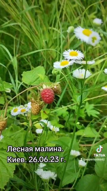 Лесная малина. Киев. 26.06.23 г. #украина #киев #июнь2023 #лето2023 #малина смотреть онлайн