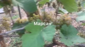 #ВиноградникЕлисеевых Марсан и Русан блан