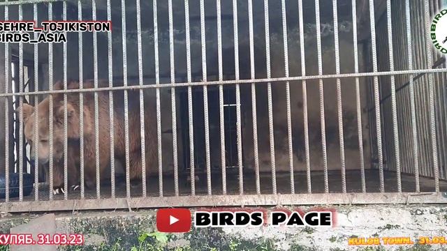 ЗООПАРК ГОРОД КУЛЯБ ТАДЖИКИСТАН/AMAZING ZOO TOWN KULOB TAJIKISTAN/حديقة مذهلة في مدينة قلب طاجيكستا смотреть онлайн