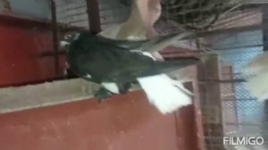 Мелитопольские голуби. Дуковские.