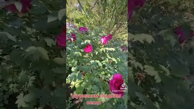 " ДУРМАНОМ СЛАДКИМ ВЕЯЛО ..." смотреть онлайн