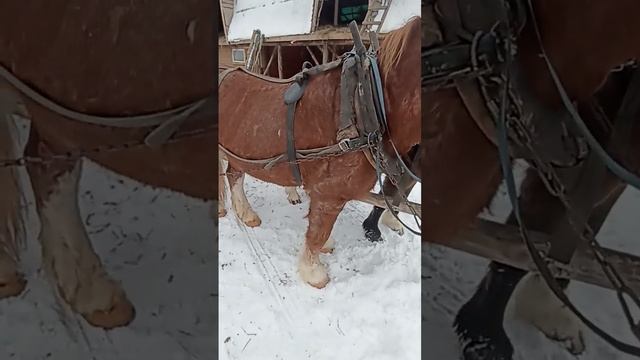 Варианты дышельной запряжки. смотреть онлайн