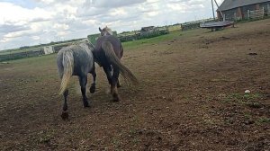 Жеребец осваивает табун