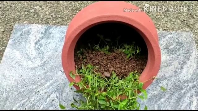 4 Gardening Ideas With Evergreen Turtle Vine смотреть онлайн