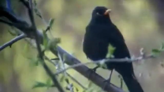 BLACKBIRD смотреть онлайн