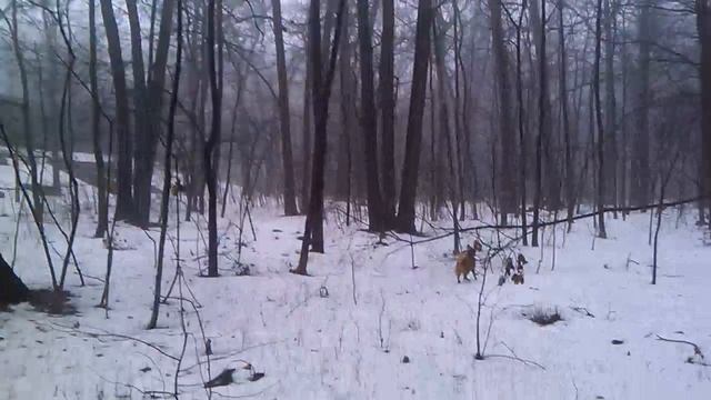 Работа по белке. смотреть онлайн