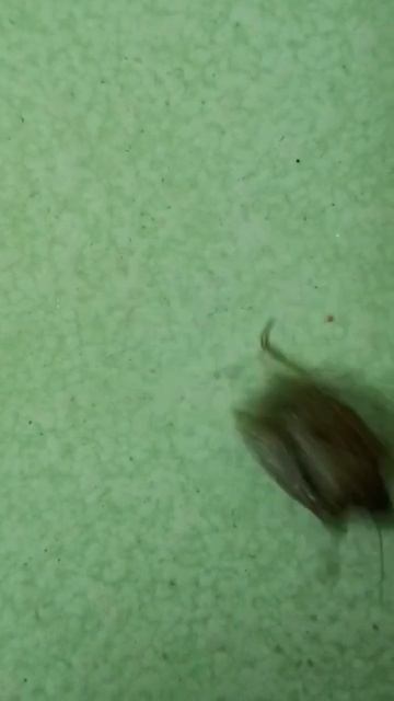 Smart stink bug смотреть онлайн