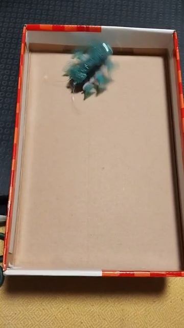 Бешеный муравей