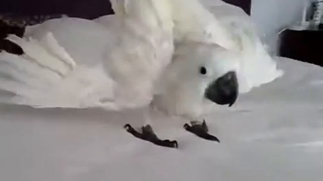 Забавный эпизод из жизни попугая.mp4 смотреть онлайн