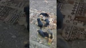 Выбор щенка русской гончей