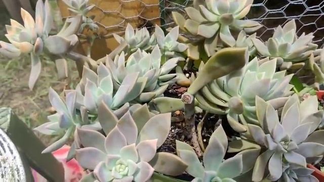 Etiolacion, Aclimatar, Pruina. palabras claves en el jardín 💚 смотреть онлайн