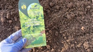 Всегда сею эти овощи и зелень до 20 апреля, получаю ранний урожай без обработок от вредителей!