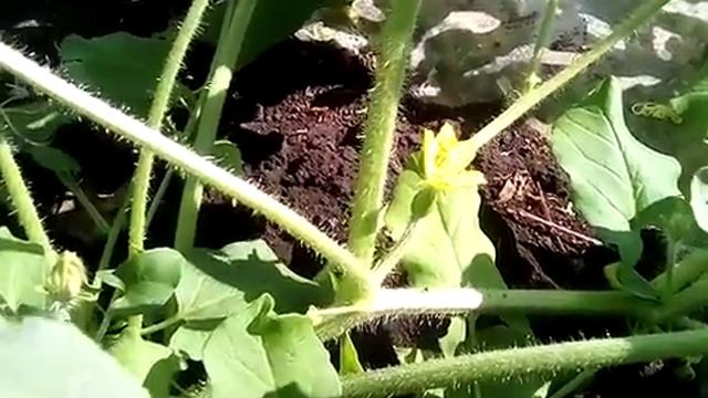 Сравнение грядок с арбузами. 12 июня смотреть онлайн