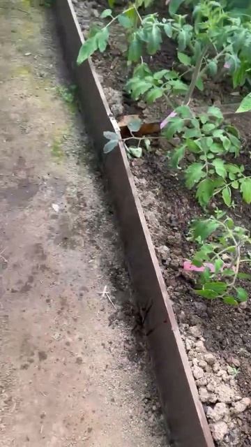 Полив томатов! Подробности в закрепленном комментарии ⤵️ смотреть онлайн