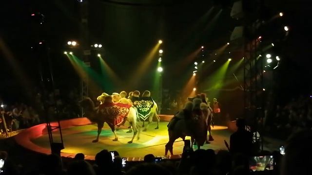 Караван арабских верблюдов – 5 красавцев смотреть онлайн